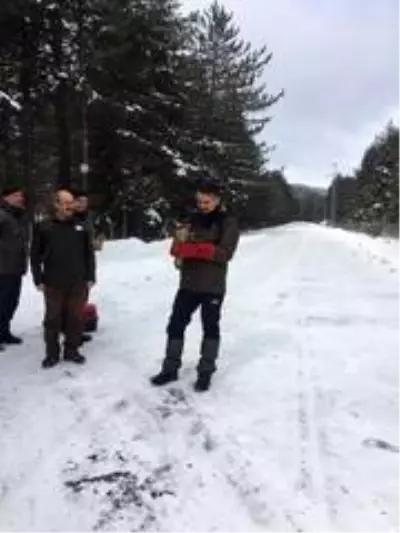 Bakan Pakdemirli, iyileşen gökdoğanı doğaya bıraktı Bakan Pakdemirli, iyileşen gökdoğanı doğaya bıraktı