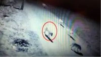 Köye inen kurt sürüsünün içindeki köpeği görenler şaşkına döndü
