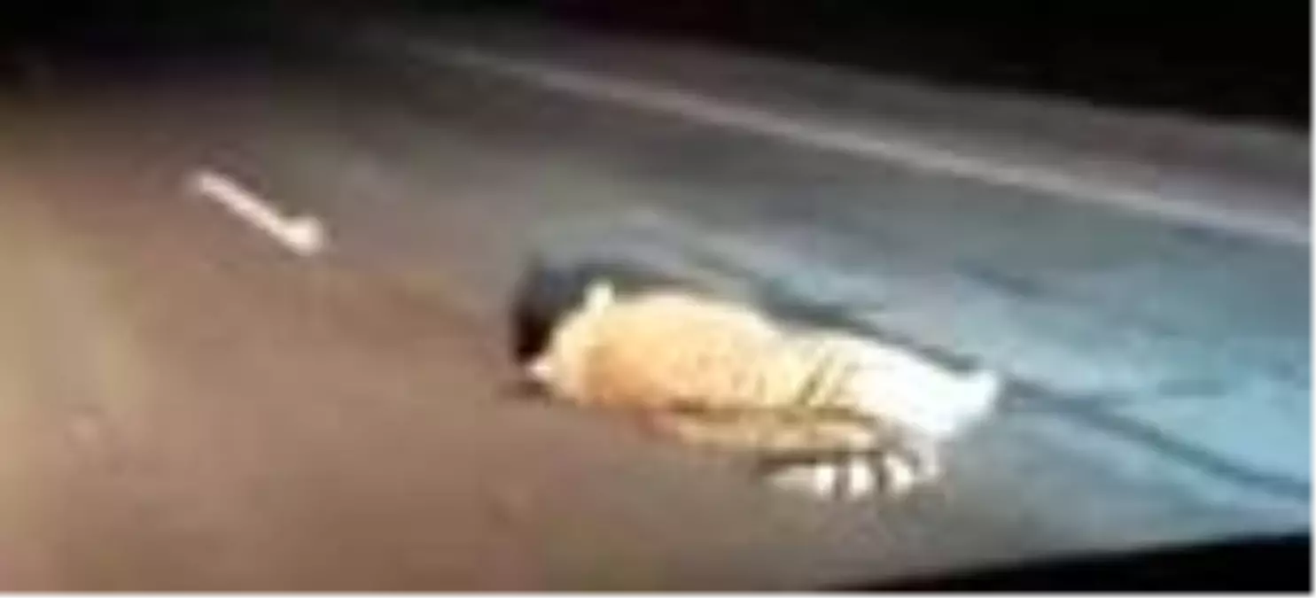 Rusya'da nesli tükenmekte olan kaplana araba çarptı