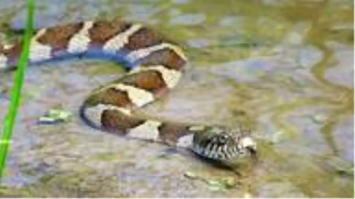 Yılanların yıllık çiftleşme dönemi için toplandığı park kısmen kapatıldı