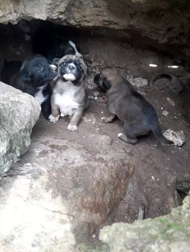 Mersin�de kayalıklara sıkışan köpek yavrularını itfaiye kurtardı Haberler