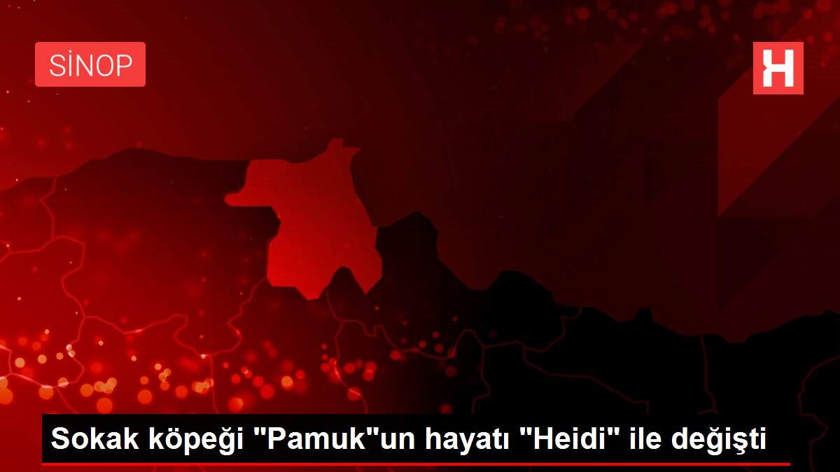 Sokak köpeği 'Pamuk'un hayatı 'Heidi' ile değişti