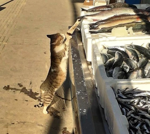 Boyundan büyük balığı çalmaya çalışan kedi güldürdü Haberler