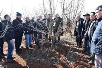 Budama eğitimini teoriden pratiğe döktüler Budama eğitimini teoriden pratiğe döktüler
