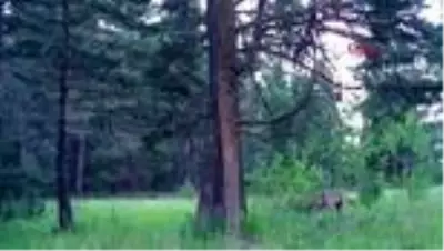 Foto ve video kapanlar doğayı böyle görüntüledi Foto ve video kapanlar doğayı böyle görüntüledi