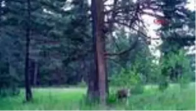 Foto ve video kapanlar doğayı böyle görüntüledi Foto ve video kapanlar doğayı böyle görüntüledi