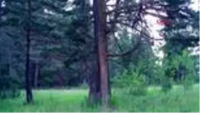 Foto ve video kapanlar doğayı böyle görüntüledi Foto ve video kapanlar doğayı böyle görüntüledi