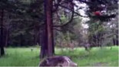 Foto ve video kapanlar doğayı böyle görüntüledi Foto ve video kapanlar doğayı böyle görüntüledi