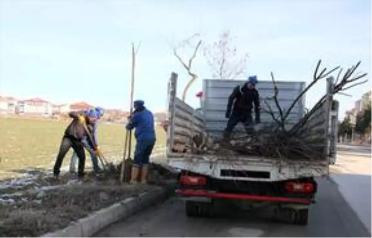 Merzifon'da ağaçlandırma çalışmaları sürüyor