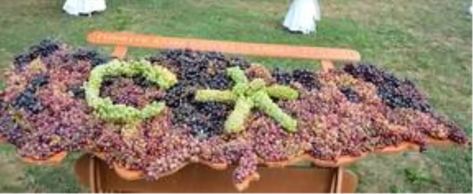 Milli Koleksiyon Bağı'nda 1439 yerli üzüm genotipi korumaya alındı