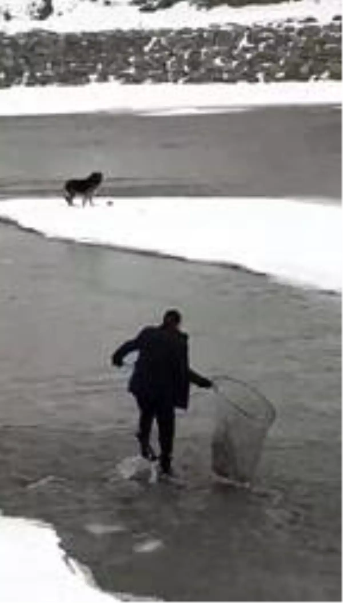 Nehir ortasında mahsur kurt köpeği, 3 gün sonra kurtarıldı