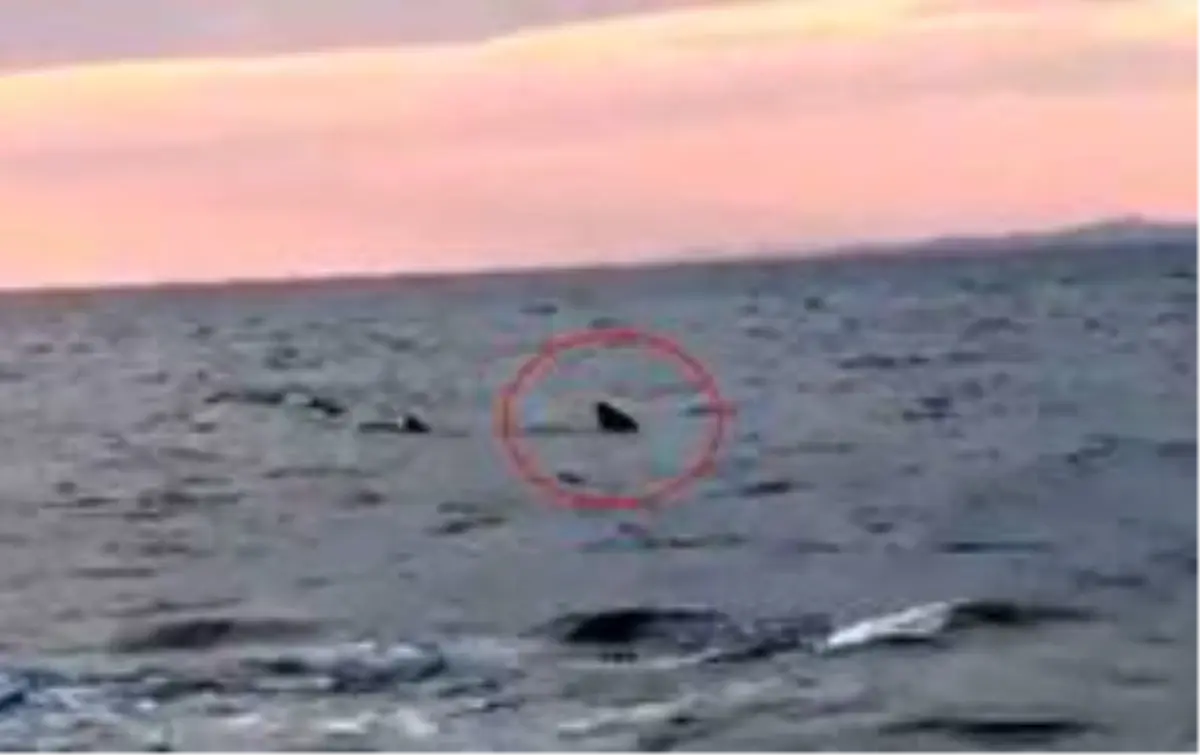 Saros Körfezi'nde kıyıya 15 metre kala köpekbalığı paniği