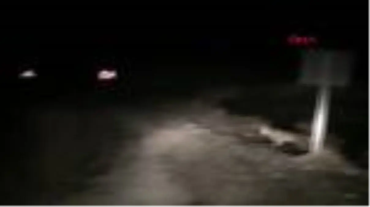 Tunceli nesli tükenmekte olan vaşağı görüntüledi