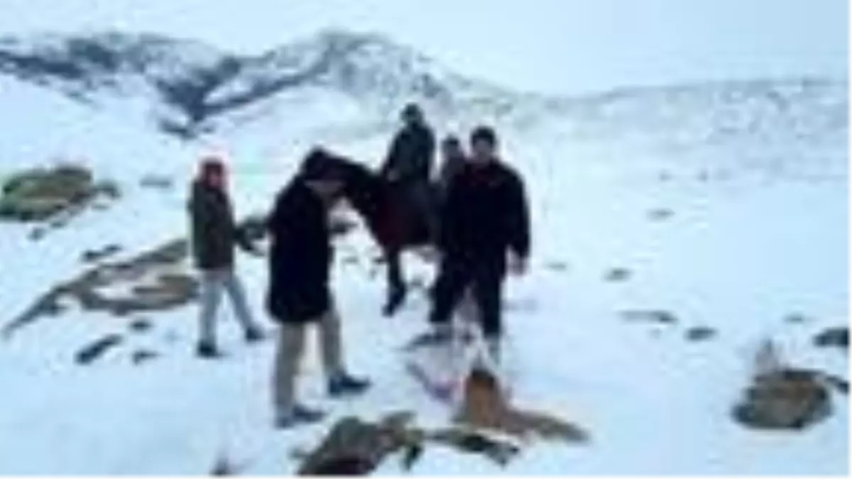 At sırtında kuşlar için doğaya yem bıraktılar