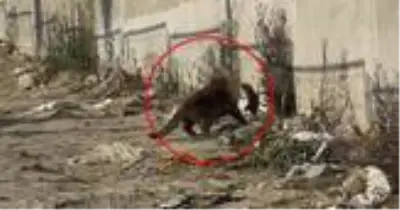 Kedinin fare ile oynadığı oyun kahkahaya boğdu Kedinin fare ile oynadığı oyun kahkahaya boğdu