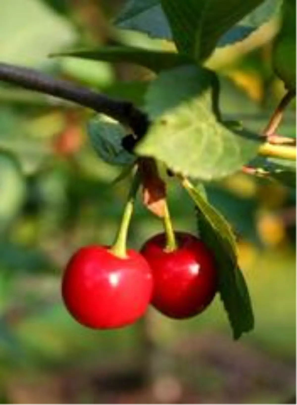 Kiraz için sigorta zamanı