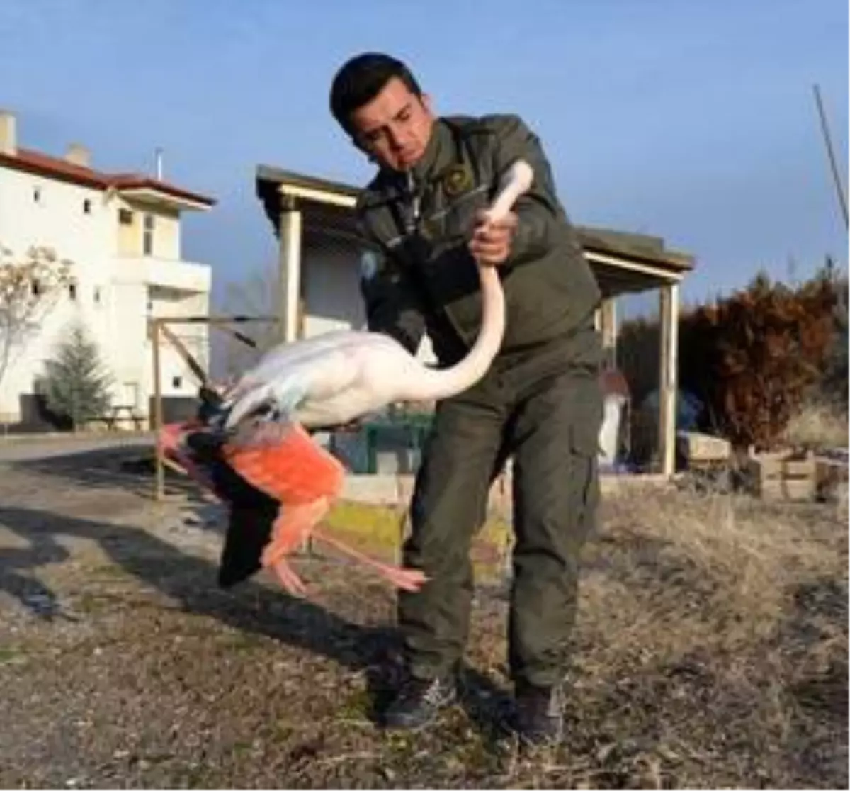 Aksaray'da yaralı bulunan flamingo tedavi altına alındı