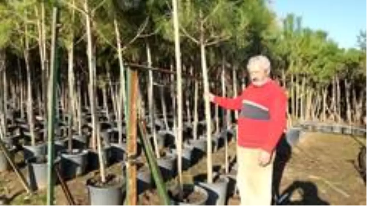 Emekli banka müdürü en büyük fıstıkçamı üreticisi oldu