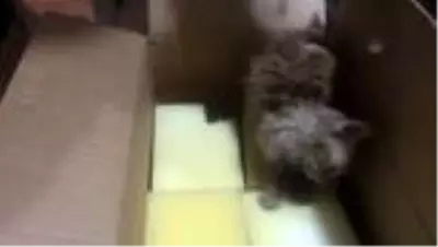 Esnaf, sokakta gördüğü yaralı kediye sahip çıktı Esnaf, sokakta gördüğü yaralı kediye sahip çıktı