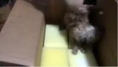 Esnaf, sokakta gördüğü yaralı kediye sahip çıktı Esnaf, sokakta gördüğü yaralı kediye sahip çıktı