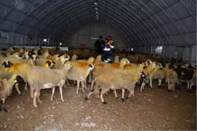 İslahiye'de anaç koyun keçi desteklemesi için tespit çalışması