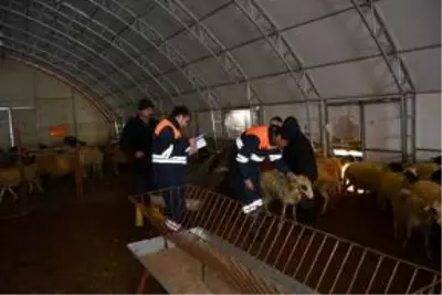 İslahiye'de anaç koyun keçi desteklemesi için tespit çalışması