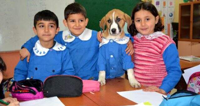 Köy okulunun maskotu olan köpek Fındık rahatsızlandı