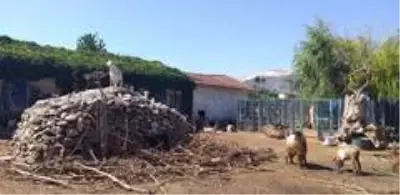 Personele borcu olan belediye, hayvanları satışa çıkardı Personele borcu olan belediye, hayvanları satışa çıkardı