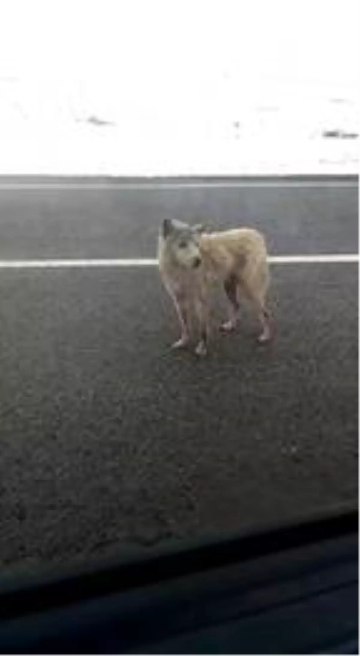 Kars'ta kurtlar, karayoluna indi