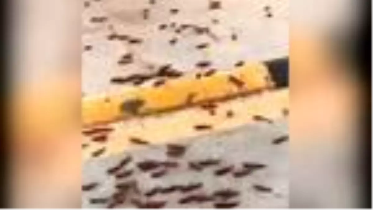 Suudi Arabistan'da çekirge istilası