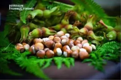 Baklava, kayısı ve incirin izinde 475 tescilli Türk ürünü var Baklava, kayısı ve incirin izinde 475 tescilli Türk ürünü var