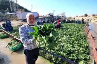Ispanak fiyatıyla üreticinin yüzünü güldürdü