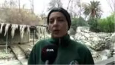 Hayvanat bahçesinde penguenlere çipli takip Hayvanat bahçesinde penguenlere çipli takip