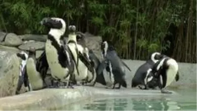 Hayvanat bahçesinde penguenlere çipli takip Hayvanat bahçesinde penguenlere çipli takip
