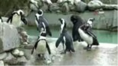 Hayvanat bahçesinde penguenlere çipli takip Hayvanat bahçesinde penguenlere çipli takip