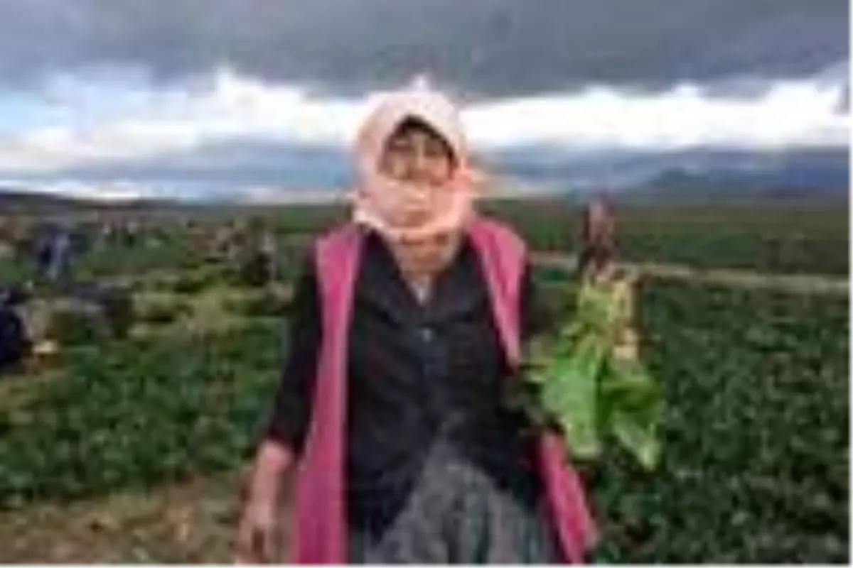 Sezon sonuna doğru ıspanak tahtını geri alıyor