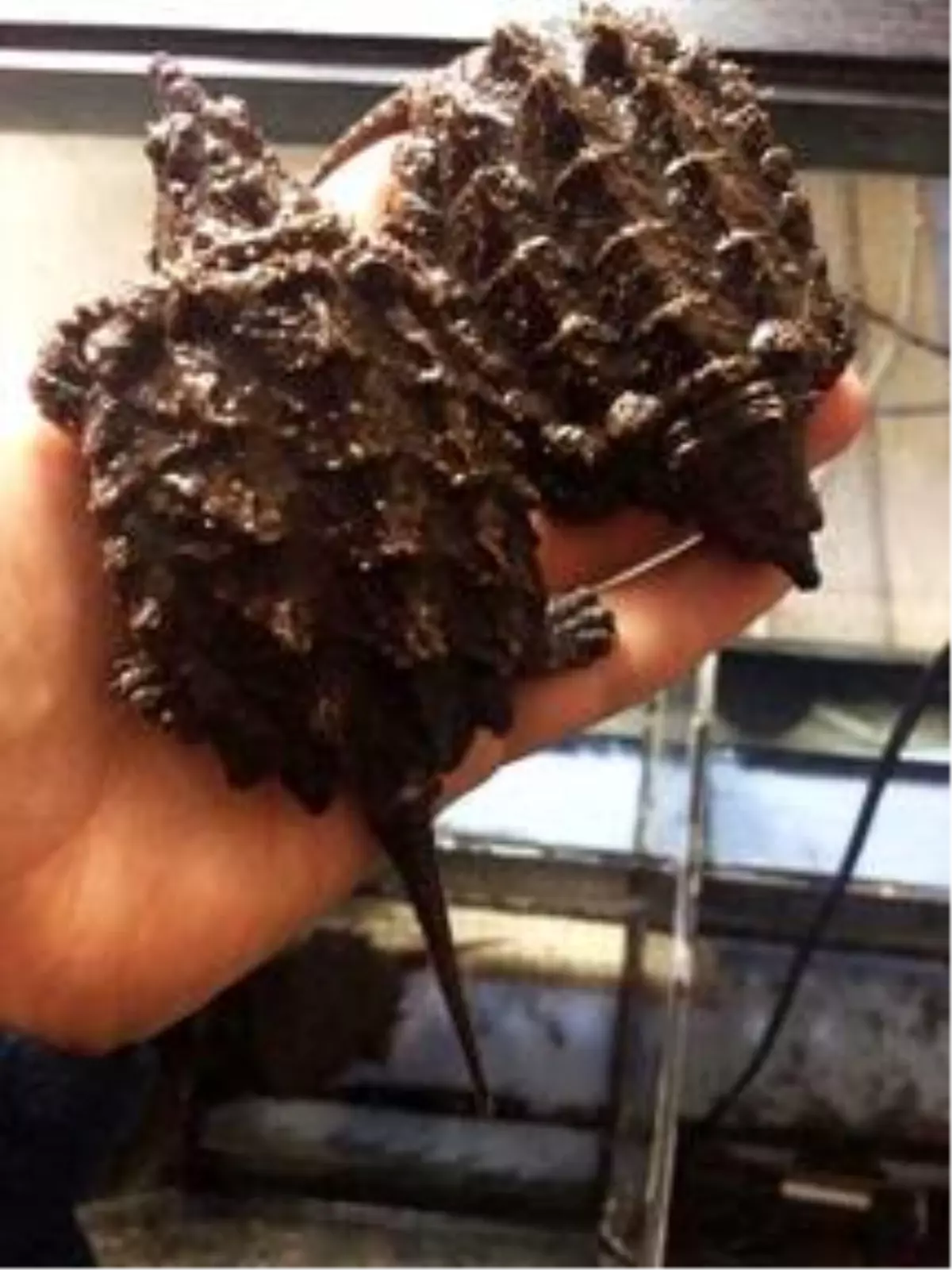 Sosyal medyada satışa çıkarılan 'kaplumbağalar' koruma altına alındı