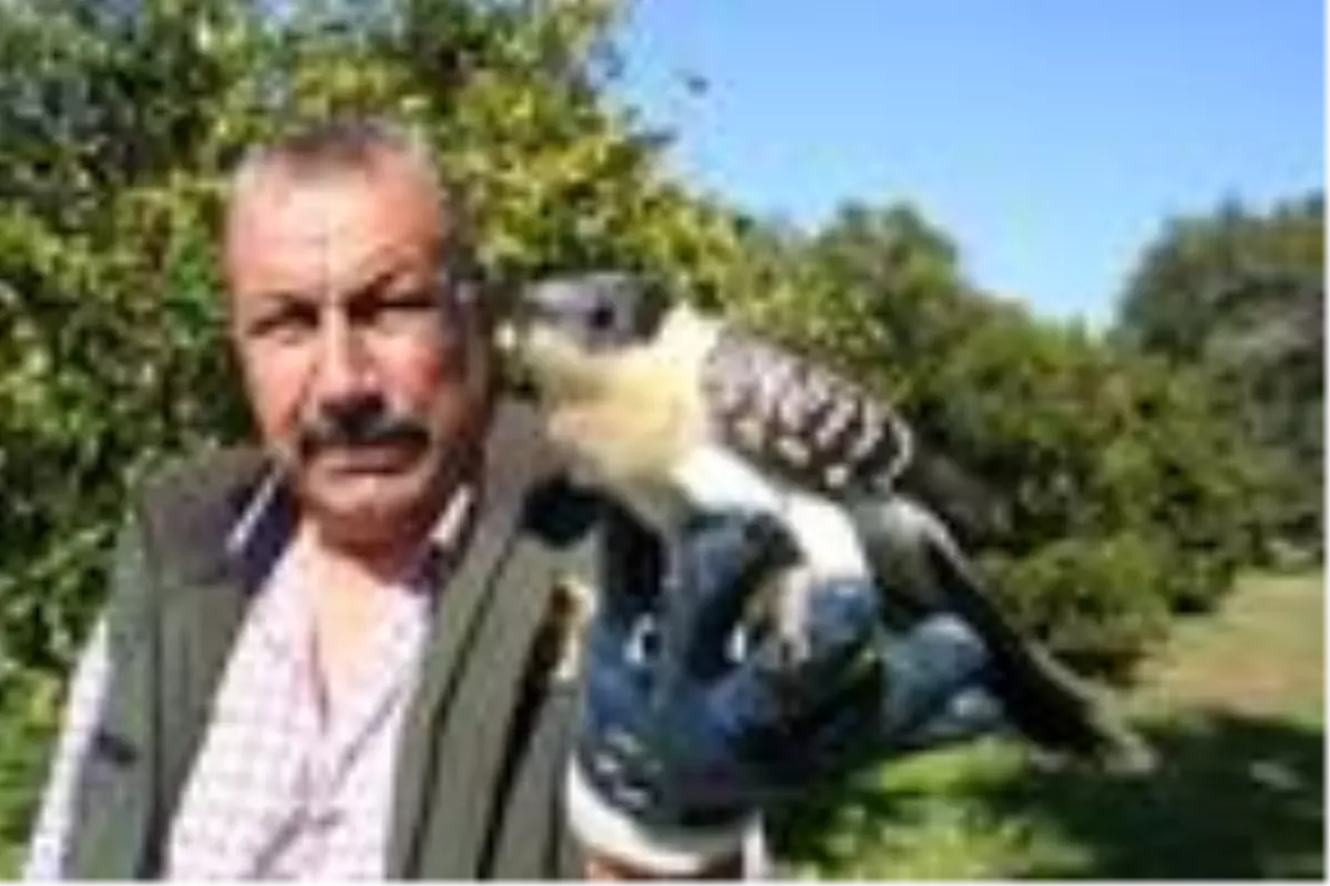 Erdemli'de yaralı guguk kuşu koruma altına alındı