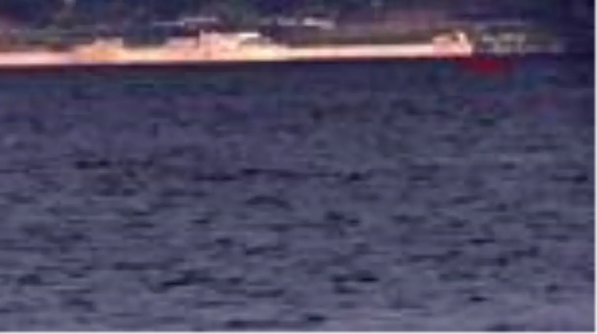 Kocaeli izmit körfezi'nde yunusların dansı