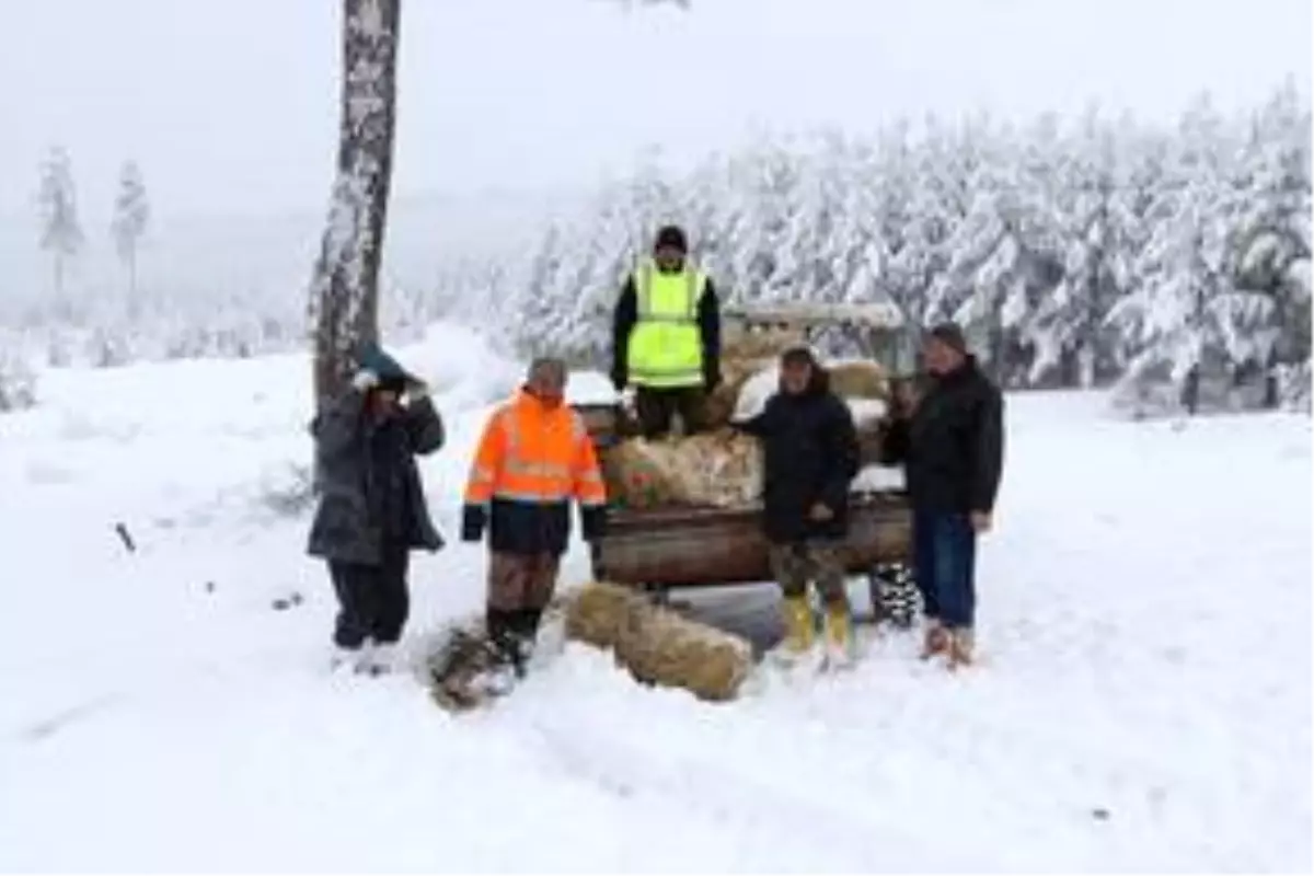 Kütahya'da kızıl geyiklerin beslenme anları fotokapanla görüntülendi