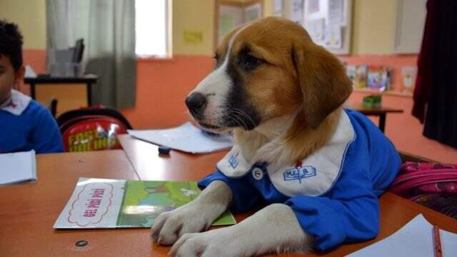 Öğrencilerin sevgilisi 'Fındık' isimli köpekten üzücü haber! Karantinaya alındı
