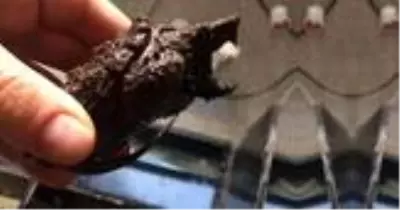 Tarım ve Orman Bakanlığı tarafından el koyulan 8 adet timsah yiyen kaplumbağa koruma altına alındı
