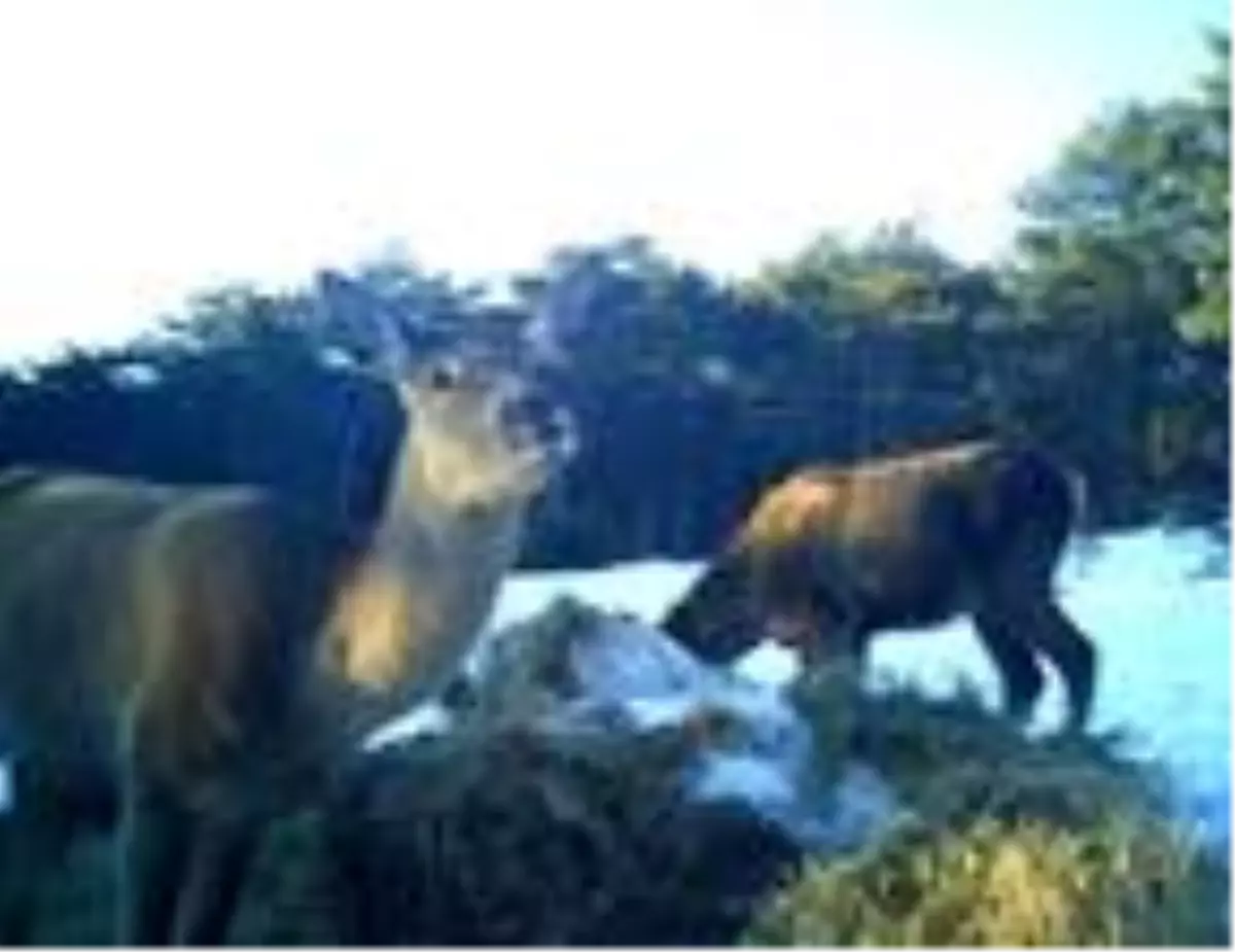 Türkmen Dağı'ndaki kızıl geyikler fotokapanla görüntülendi