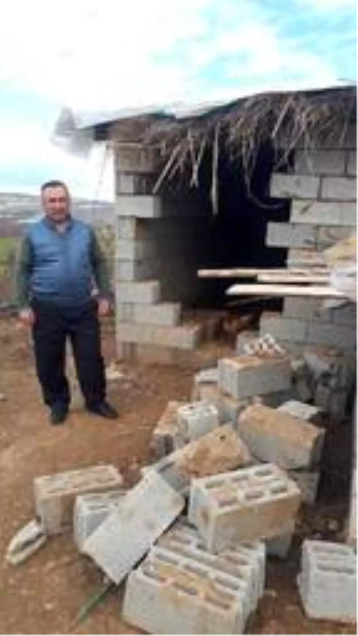 Ahırdan 7 ineği çalınan köylü: Tek geçim kaynağım hayvanlarım