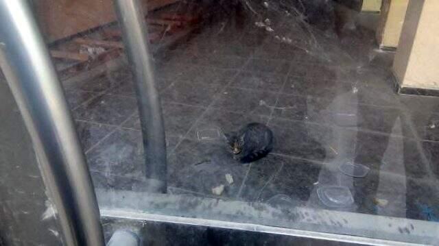İş yerinde mahsur kalan kedi, 20 gündür kapı altından atılan yiyeceklerle besleniyor.
