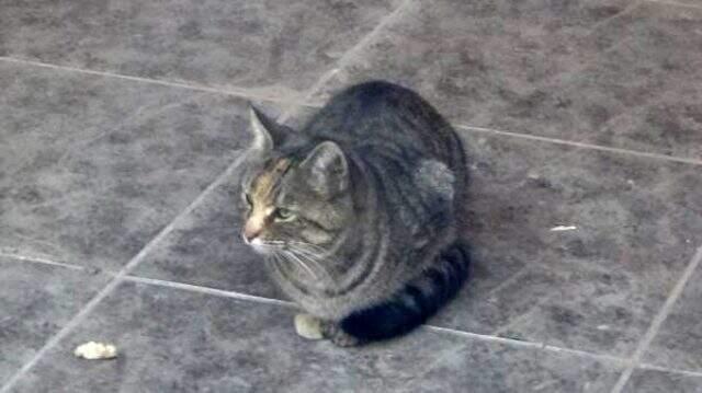 İş yerinde mahsur kalan kedi, 20 gündür kapı altından atılan yiyeceklerle besleniyor.
