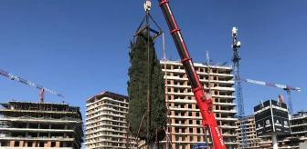 (Özel) 55 yıllık selvi ağacı işte böyle taşındı