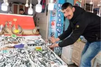 (Özel) Balıkçılar açıkladı: 'Böyle giderse balıkçılık biter' (Özel) Balıkçılar açıkladı: 'Böyle giderse balıkçılık biter'
