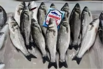 (Özel) Balıkçılar açıkladı: 'Böyle giderse balıkçılık biter' (Özel) Balıkçılar açıkladı: 'Böyle giderse balıkçılık biter'
