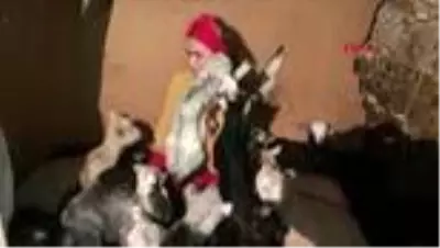 Tunceli üniversiteli dilek'in oğlak sevgisi